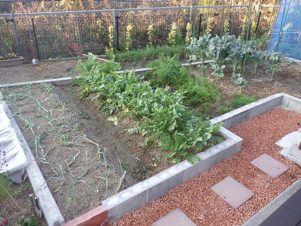 2023年11月28日の様子。家庭菜園としては十分なスペースだ。
多角形に区切ったのでオシャレな感じもいい。