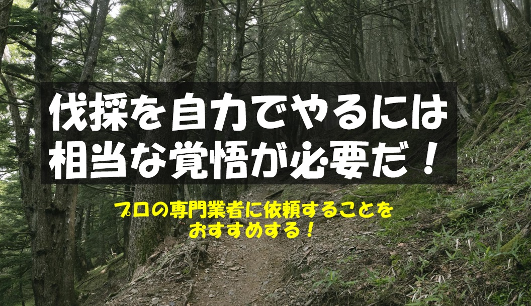 自力で庭木の伐採・伐根・処分は大変！費用払ってでも専門業者に依頼 