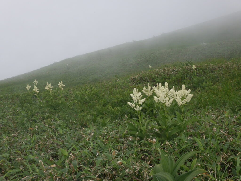 巻機山から牛ヶ岳への稜線
