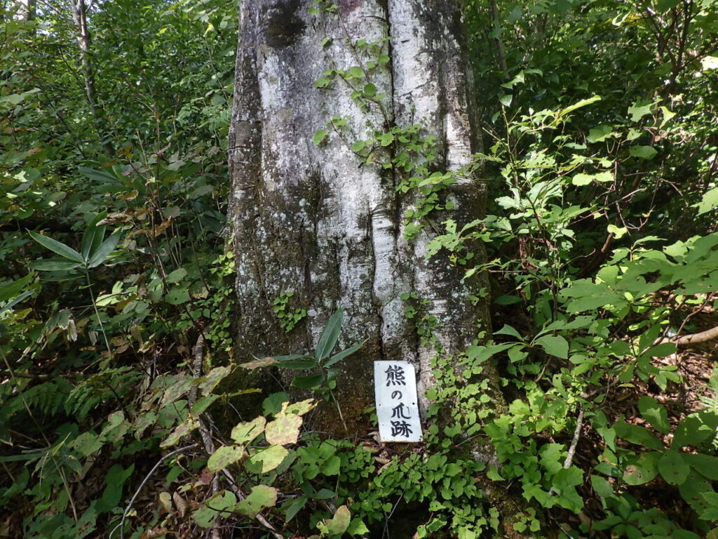 熊の爪痕